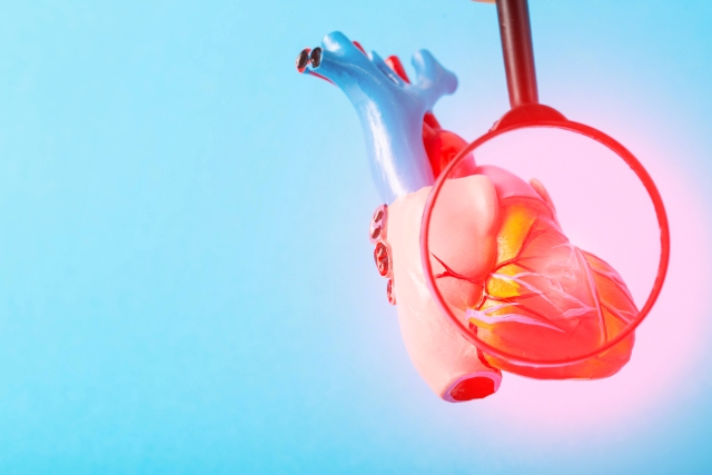 Modell eines menschlichen Herzens, vergrößert durch eine Lupe, symbolisiert die Diagnostik und Behandlung von Herzinsuffizienz mit SGLT2-Inhibitoren.