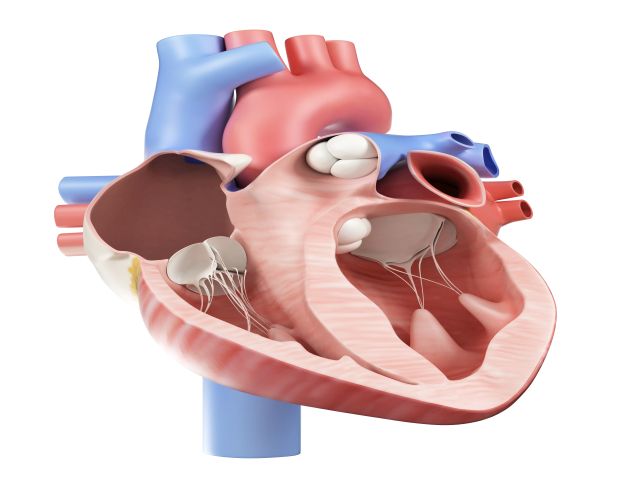 Anatomische Darstellung des menschlichen Herzens im Querschnitt mit sichtbaren Kammern und Klappen.